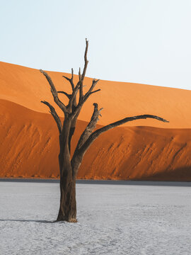 View of ancient dead tree stands defiant against the backdrop of immense, rust-colored dunes under the vast Namibian sky, a stark contrast of life and decay, Sossusvlei, Hardap Region, Namibia.