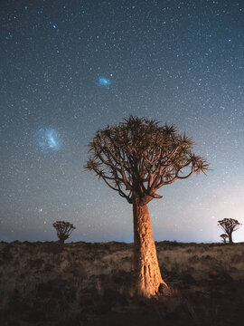 View of a stargazer's dream unfolds as ancient quiver trees reach for a star-strewn canvas under the vast Namibian sky, Karas Region, Namibia.