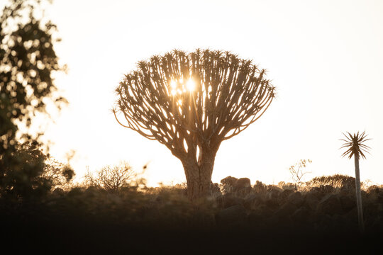 View of the sun's golden rays piercing through the branches of a quiver tree, casting long shadows across the arid landscape, Karas Region, Namibia.