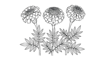 Line drawing of three marigold flowers with detailed petals and long stems, surrounded by leaves. The illustration is simple and symmetrical.