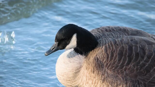  Canada Goose (Branta canadensis) With Water Wave Background 