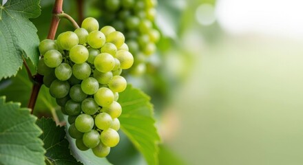 Close up of fresh green grapes hanging on a vine in a vineyard.