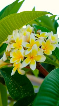 Plumeria flowers bloom beautifully. Selective focus.