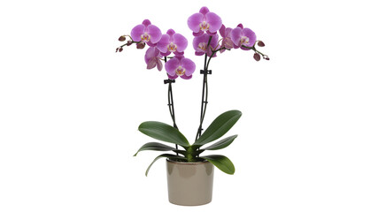 Naklejka premium Purple orchid with violet pink blossoms in a pot isolated on a white background with green leaves and natural floral beauty