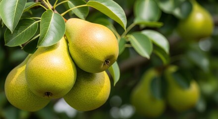 Fresh green pears hanging on a tree branch in an orchard.