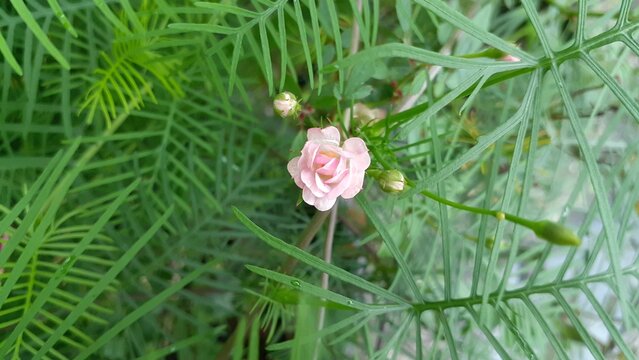 Beautiful Minion roses in the garden. Baby roses. Nature background.