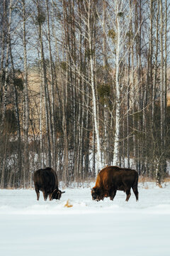 View of Two bison, one dark and one brown, graze in a snow-covered field against a backdrop of stark, bare trees under a pale winter sky, Skupowo, Poland.