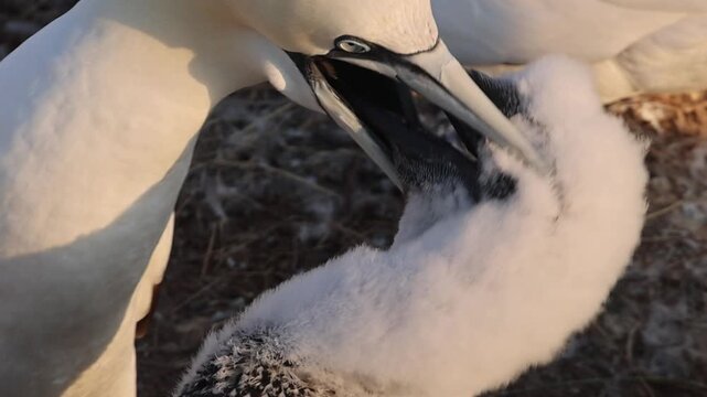 Northern gannets &ndash; Morus bassanus - on the red cliffs of the German offshore island of Heligoland, Schleswig Holstein, Germany, Europe