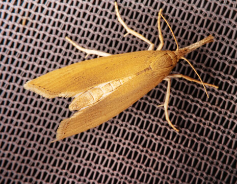 small moths of the family Crambidae- Agriphila sp. Crimea. Macro on tent fabric (mosquito net)