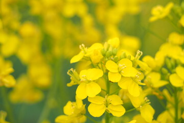 植物　花　畑　夕方	