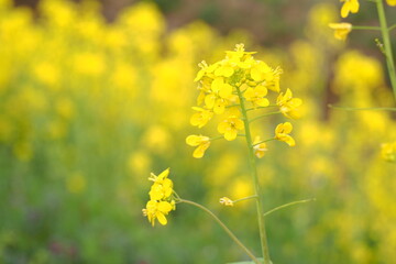 植物　花　畑　夕方	