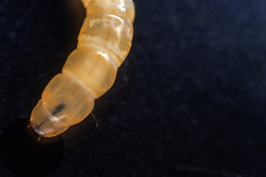 Beetle larva, wireworm, elaterid larva as a pest of vegetable growing. On a black background isolate