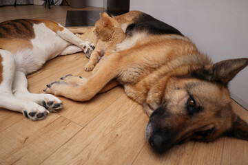 Group of domestic pets with a ginger cat sitting between two sleeping dogs on a floor.