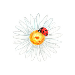 ladybug on chamomile watercolor © IULIIA