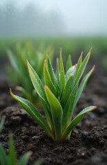 Fototapeta premium Green plant sprouts with water droplets grow from dark soil on foggy winter day. Small leaves have wet tips, hint of new life in cool air. Nature awakens slowly in soft, misty light.