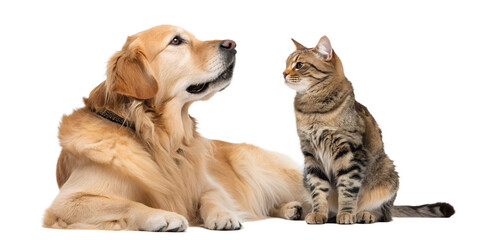 Fototapeta premium Perfectly Groomed Golden Retriever and Tabby Cat Isolated on White