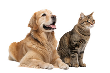 Fototapeta premium Perfectly Groomed Golden Retriever and Tabby Cat Isolated on White