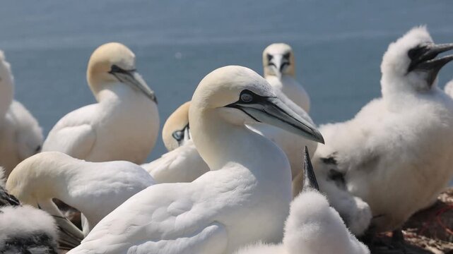 Northern gannets &ndash; Morus bassanus - on the red cliffs of the German offshore island of Heligoland, Schleswig Holstein, Germany, Europe