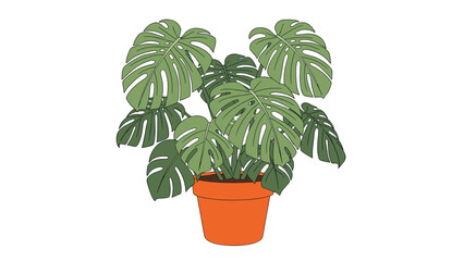 Fototapeta premium Beautiful monstera deliciosa houseplant with large green split leaves grows in a classic terracotta clay pot, isolated on a clean white background.