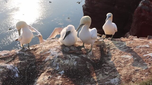 Northern gannets &ndash; Morus bassanus - on the red cliffs of the German offshore island of Heligoland, Schleswig Holstein, Germany, Europe