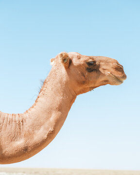 View of a majestic camel's head and neck against a stark, cloudless sky, its sandy coat blending with the ground, a symbol of desert life, Shetpe, Mangystau Region, Kazakhstan.
