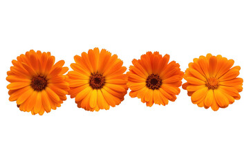 A row of bright orange flowers with dark centers