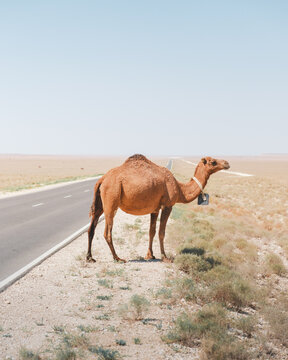 View of a majestic camel pauses beside a desolate road, its form a warm contrast against the stark landscape under a pale sky, Shetpe, Mangystau Region, Kazakhstan.