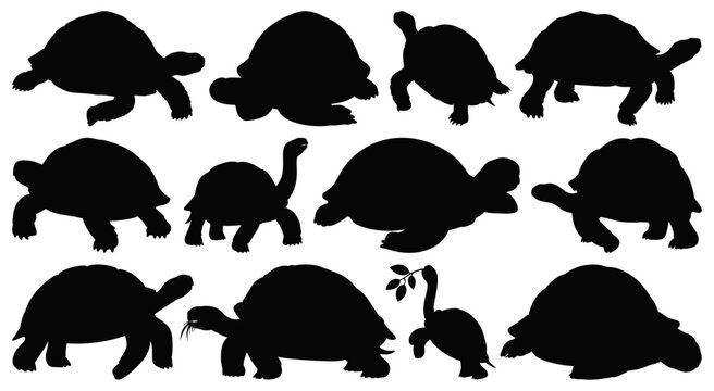 Tortoise and Turtle Silhouettes Collection in Various Walking Poses Isolated on Transparent Background