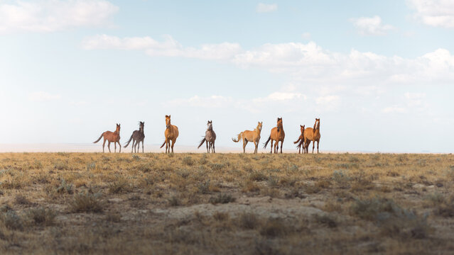 View of a line of horses standing tall on the horizon, their varied coats shining under the vast sky, creating a serene yet powerful scene, Aktau, Mangystau Region, Kazakhstan.