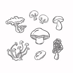 Set of mushrooms line sketch monochrome vector