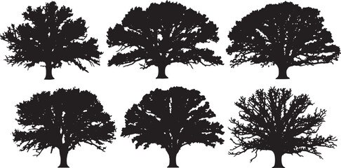 Black Solid Majestic Oak Tree Silhouettes Set of Six on White Background © Lubna