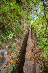 Levada do Caldeirao Verde, Parque Forestal Das Queimadas, Madeira, Portugal, Europe