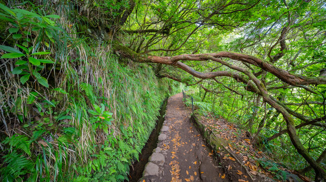 Levada do Caldeirao Verde, Parque Forestal Das Queimadas, Madeira, Portugal, Europe