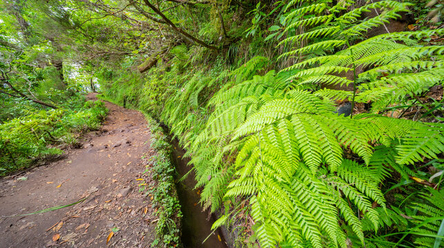 Levada do Caldeirao Verde, Parque Forestal Das Queimadas, Madeira, Portugal, Europe