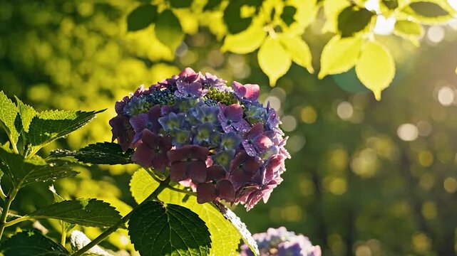 Purple hydrangea flower with water drops in a sunlit garden.