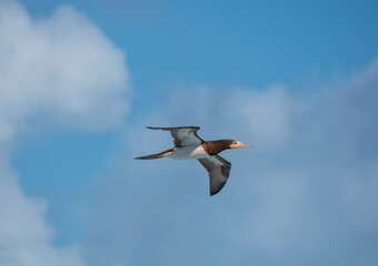 Obraz premium Male brown booby (Sula leucogaster) in flight over the waters of the Atlantic ocean near Tortola, British Virgin Islands