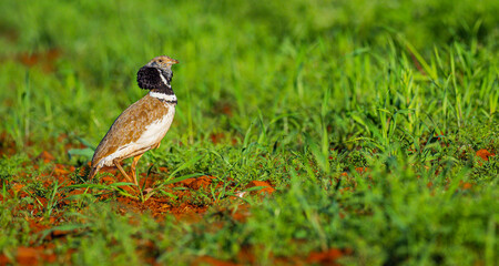 Fototapeta premium Little Bustard, Bustard, Tetrax tetrax, Mediterranean Forest, Castilla La Mancha, Spain, Europe