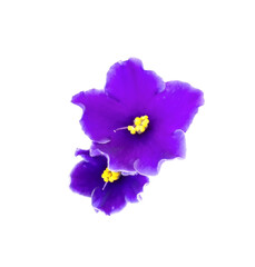 Obraz premium PNG, two blooming purple violet flowers, close-up, transparent background, large photo, high resolution, large size, template, pattern