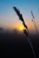 reeds at sunset © Rafa