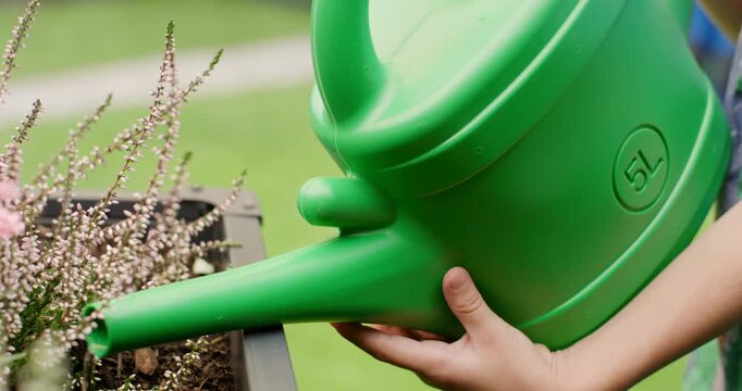Close-up of a 5L green watering can pouring water on heather plants