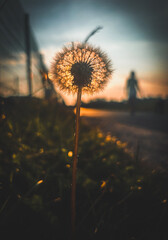 dandelion on sunset © Rafa