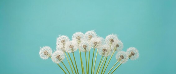 Captivating dandelion flowers in a soft blue background nature photography bright and cheerful environment close-up perspective botanical inspiration