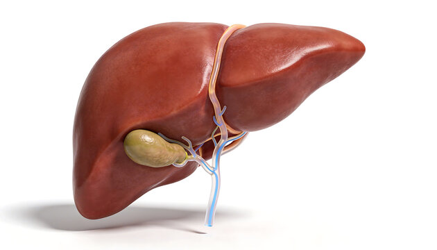 3D medical illustration of human liver with gallbladder attached showing biliary system anatomy hepatic organ structure medical visualization healthcare education diagram