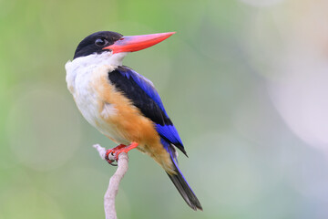 black-capped kingfisher, super red bill bird proudly showing its exotic details while alerting to its enemys