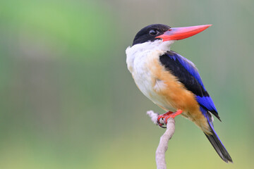 black-capped kingfisher, the red bill bird proudly showing its exotic details on beautiful feathers
