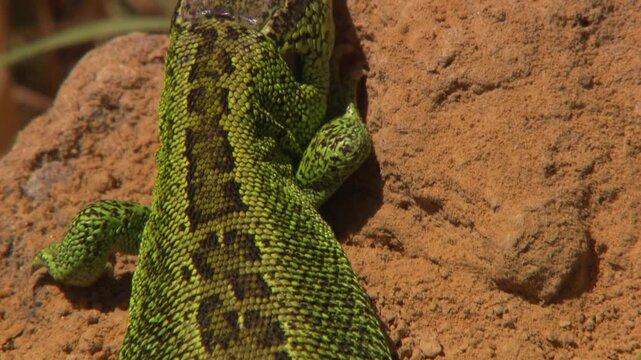 lizard soaking up sun on small earth mound