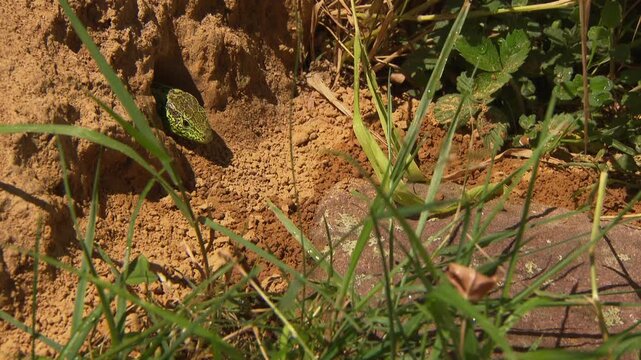 lizard looking out of its hiding place