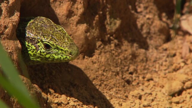 lizard looking out of its hiding place