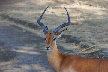 Male impala antelope in African savanna © Lukasz