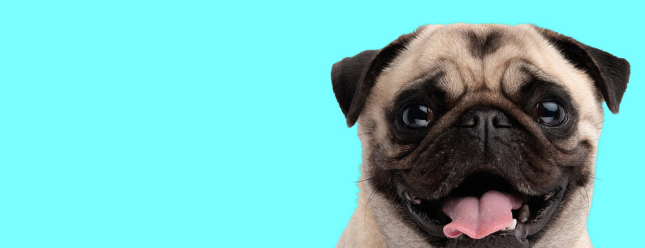 Adorable pug dog sticking out tongue
